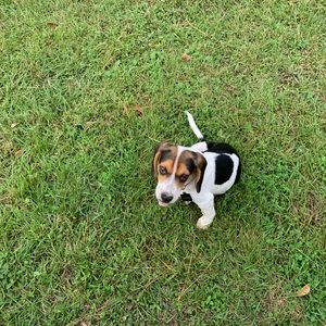 Meet your Posher, Thomas